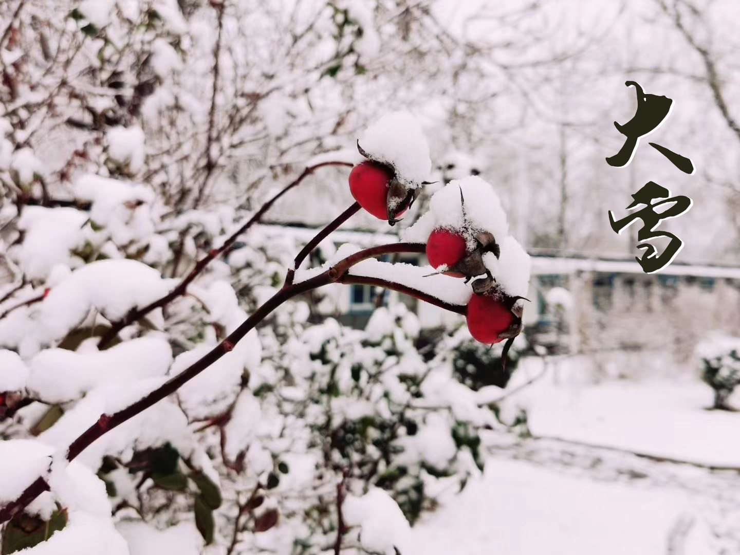 大雪 ▎萬(wàn)象曉一色，皓然天地中